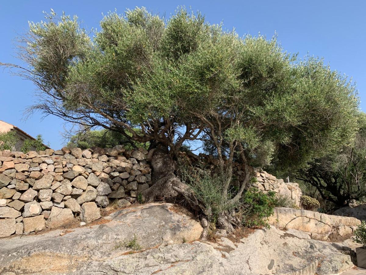Pensjonat Stazzu Nuraghe Mannucciu Rena Majore Zewnętrze zdjęcie